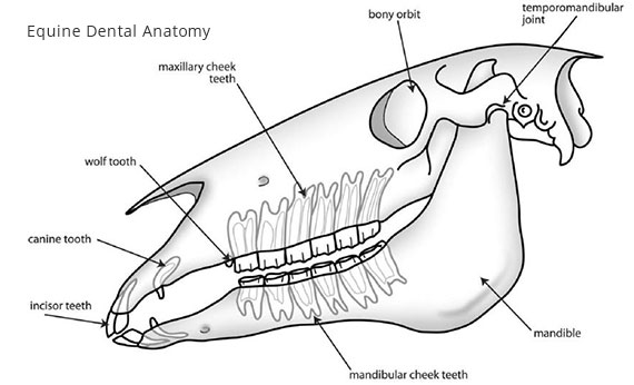 Equine Teeth